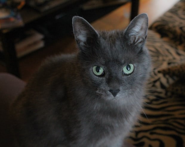 sweet grey cat with beautiful green eyes looking at the camera