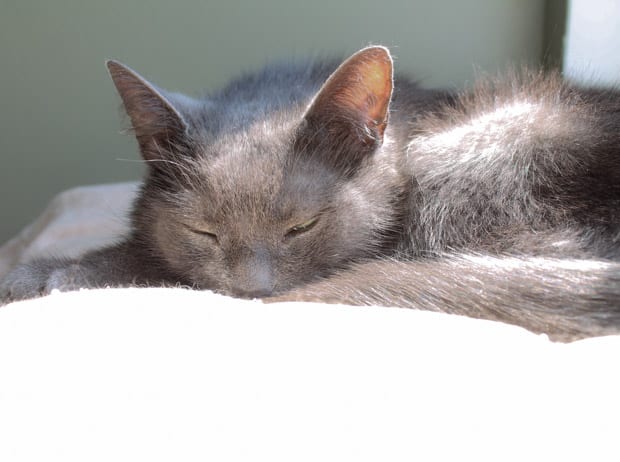 Handsome grey cat basking in the sun