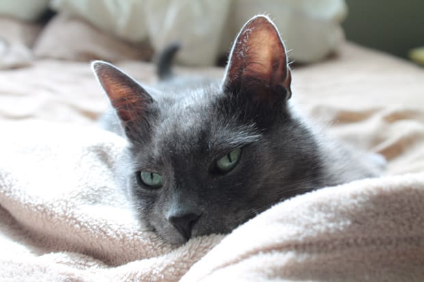 Beautiful grey cat