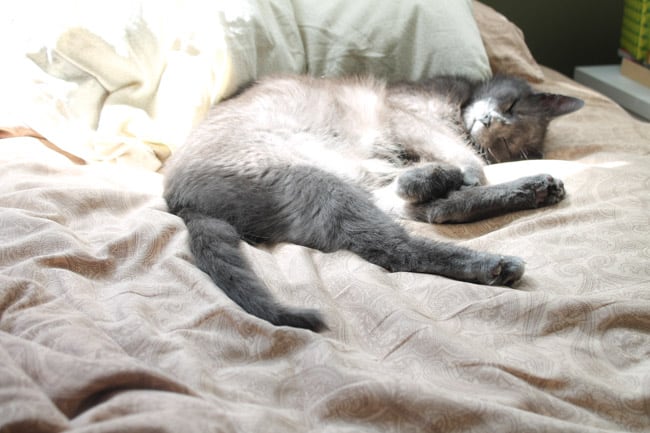 A handsome grey cat lying on a bed in a patch of sun