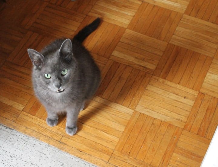 A handsome grey cat meowing