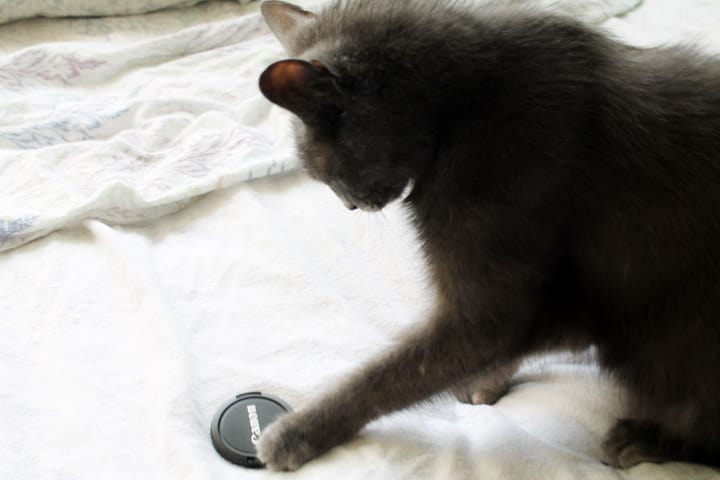 Handsome grey cat named Louis playing with a camera lens