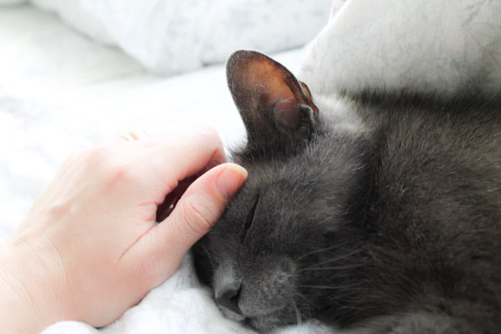 Handsome grey cat named Louis