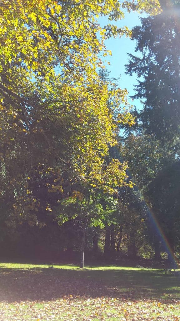 Vancouver Stanley Park Trees Fall 2015