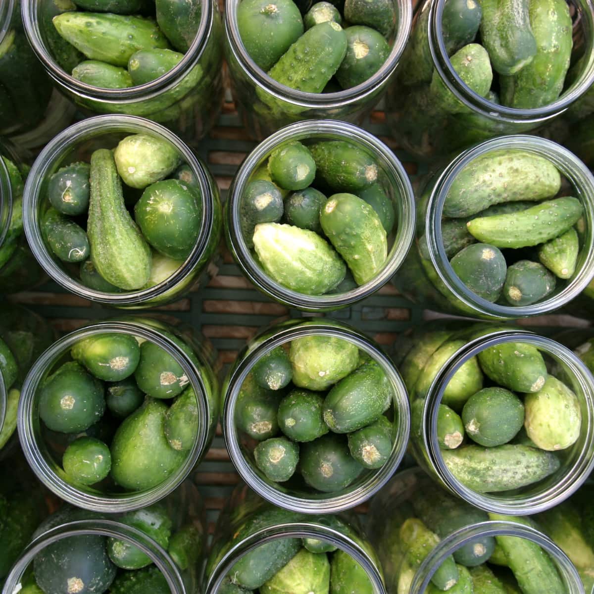 Overhead image of cucumbers in a jar about to be quick pickled.