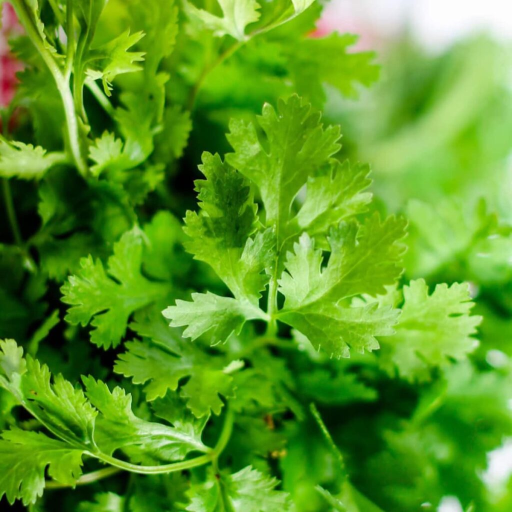 A bunch of fresh cilantro leaves.