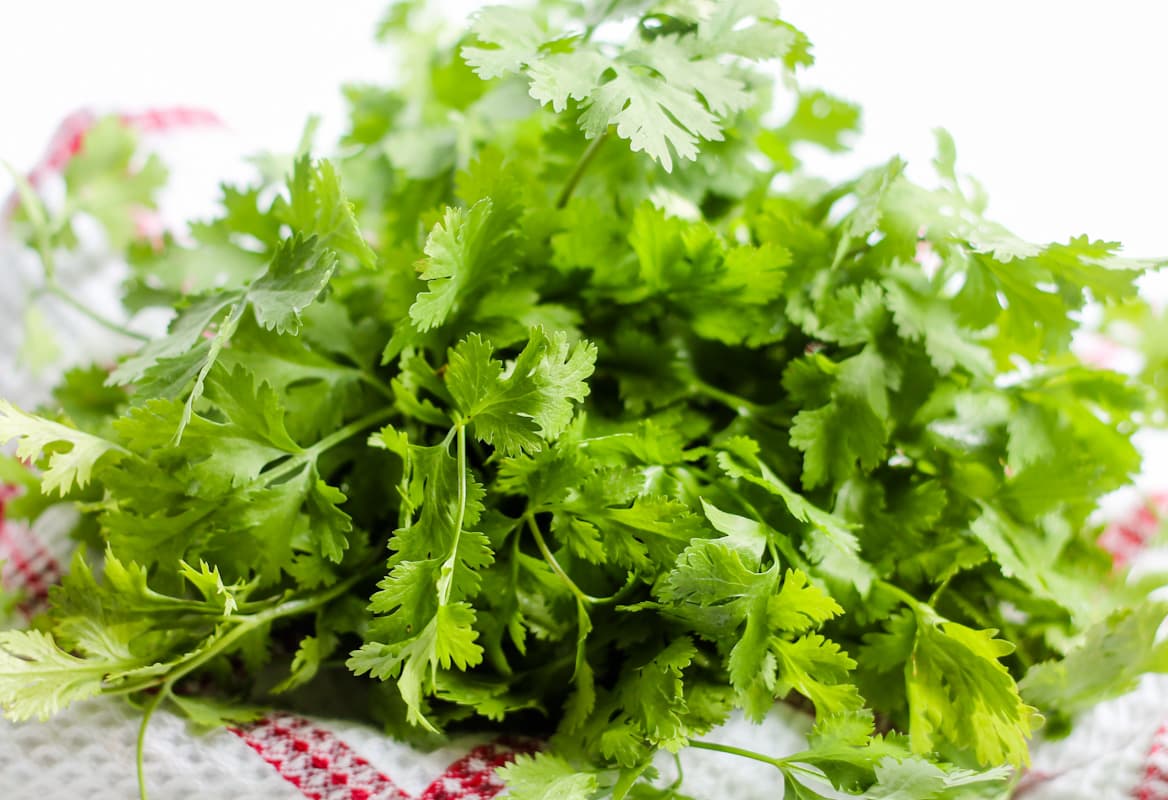 A bunch of fresh cilantro leaves on a towel.