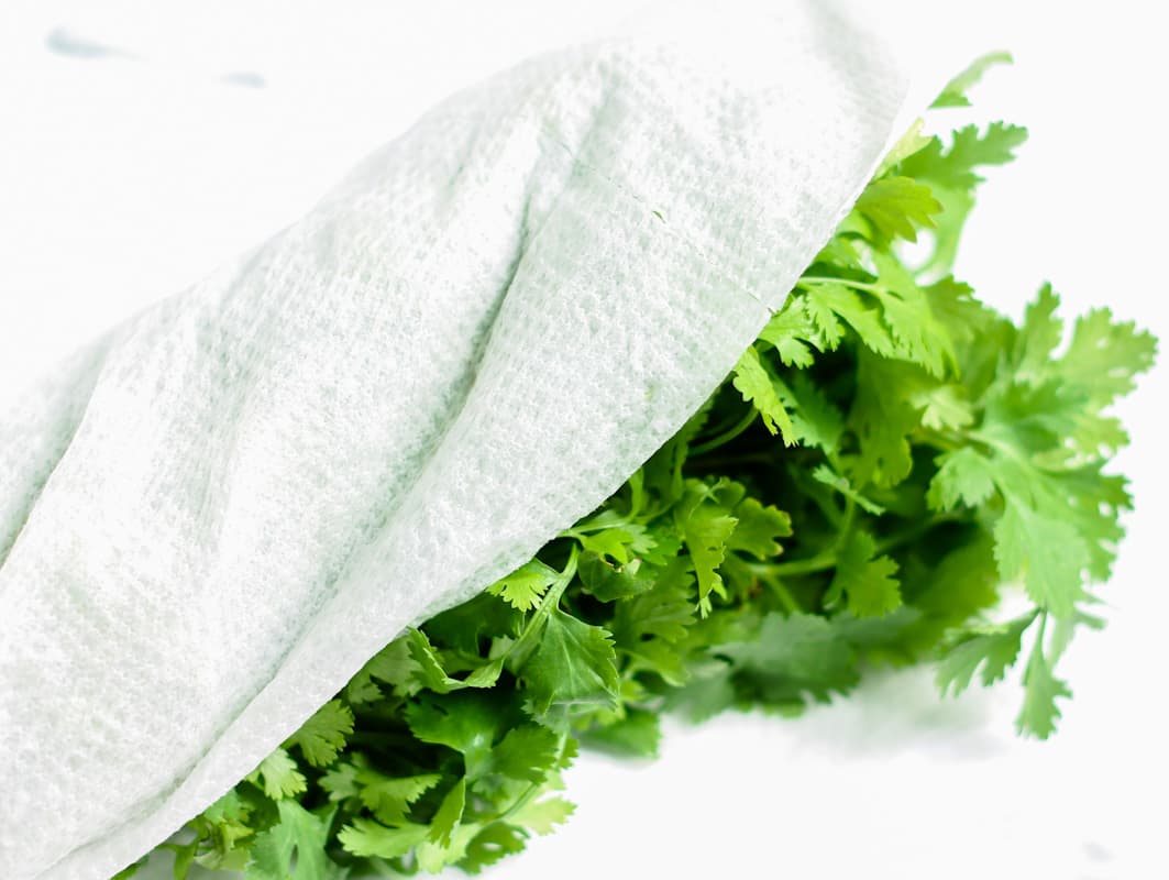 A bunch of fresh cilantro leaves wrapped in paper towel.