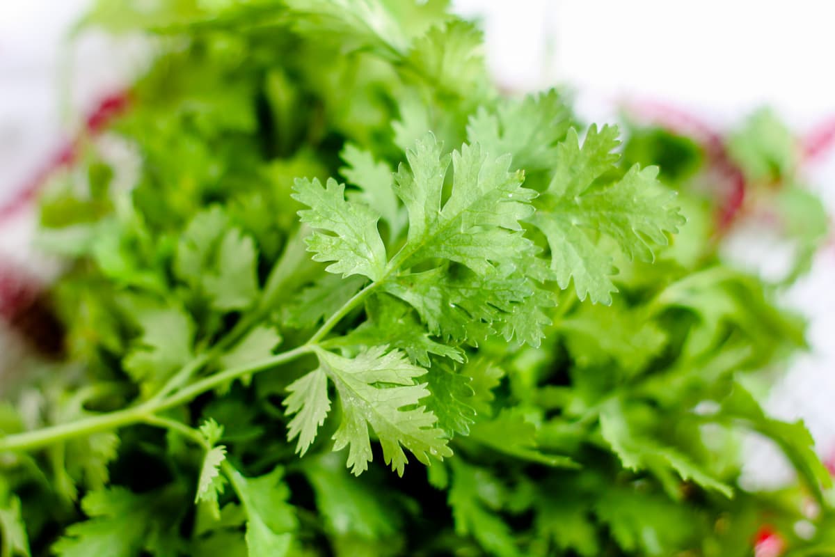 A big bunch of fresh cilantro leaves.