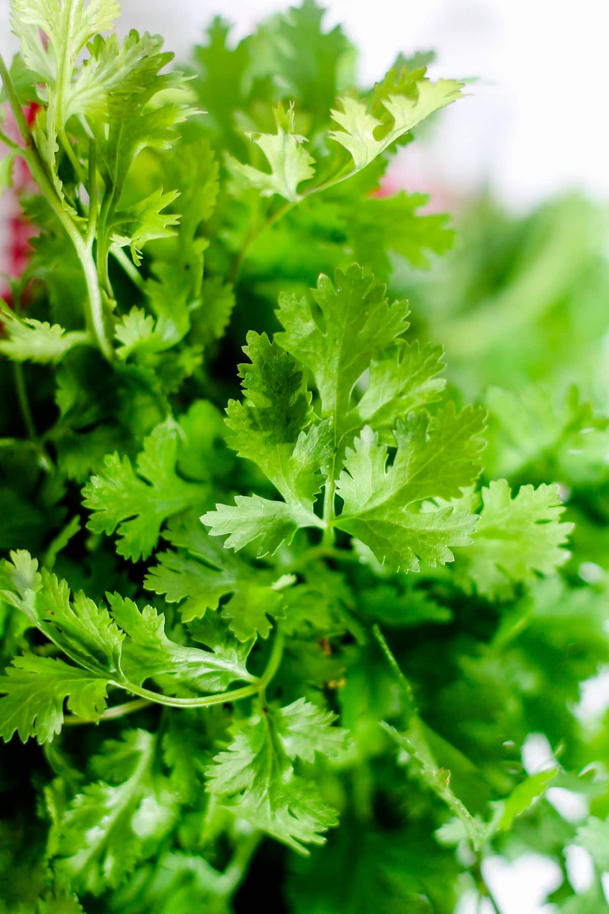 A big bunch of fresh cilantro.