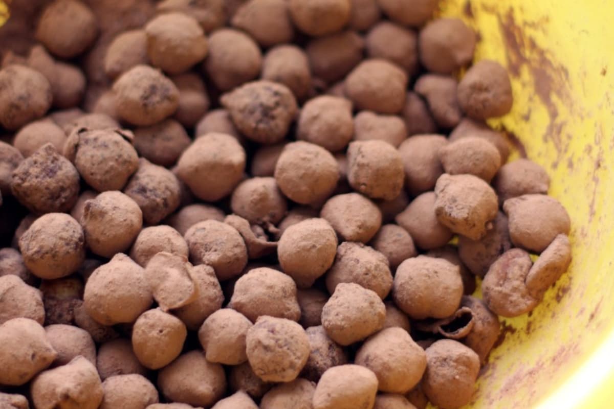 A bowl of crispy cocoa chickpeas.