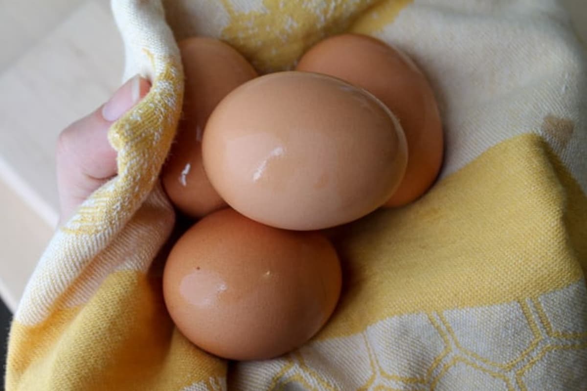 A hand holding eggs in a towel.